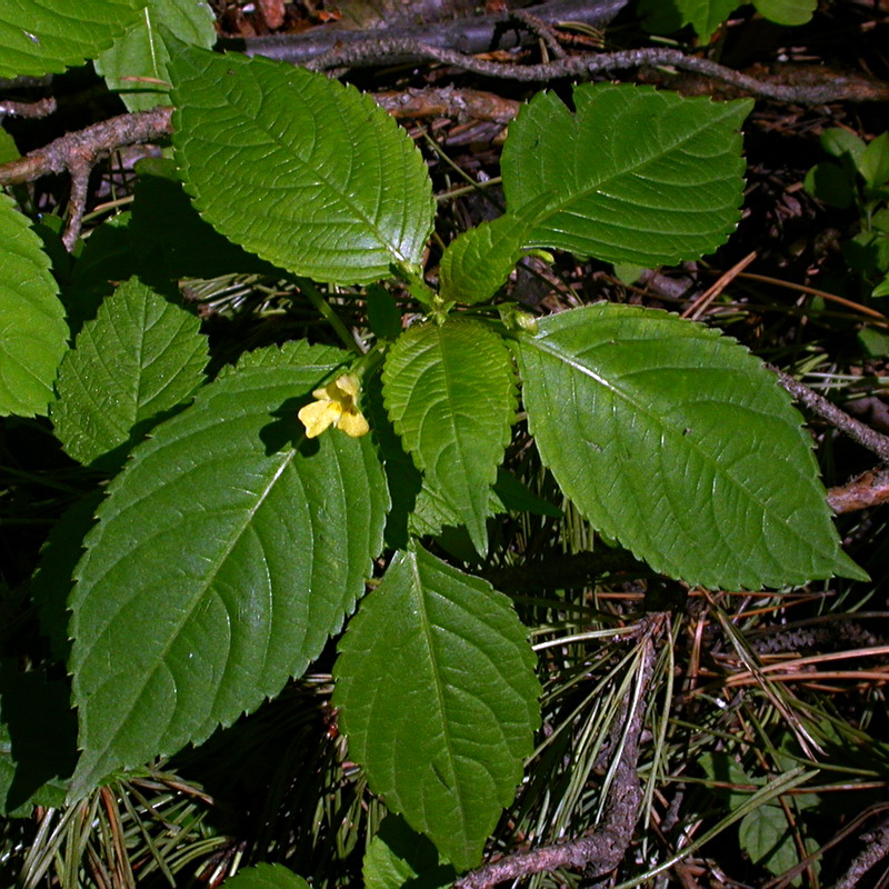 Image of Impatiens parviflora specimen.