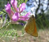 Astragalus varius. Соцветие с кормящейся толстоголовкой Сильваном - Ochlodes sylvanus (Esper, [1778]). Украина, Днепропетровск. 15.06.2009.