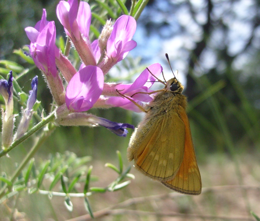 Image of Astragalus varius specimen.