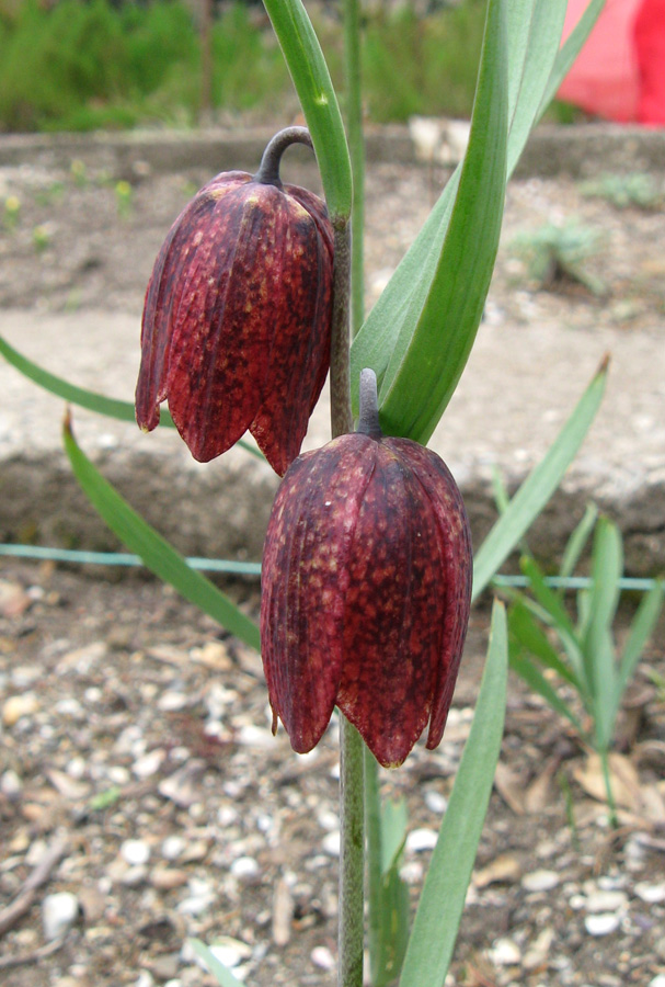 Image of Fritillaria montana specimen.
