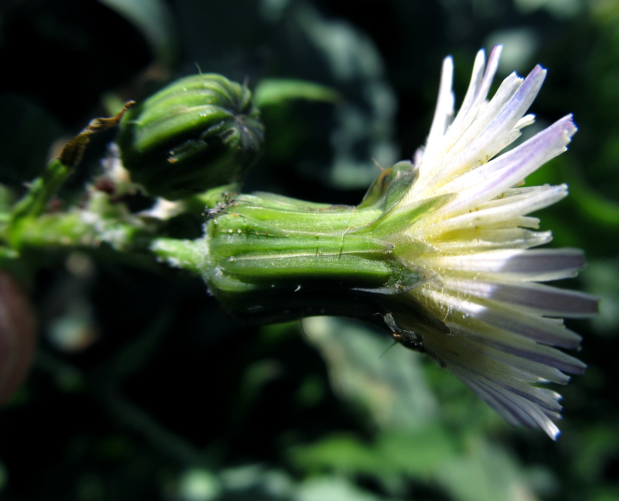 Изображение особи род Sonchus.