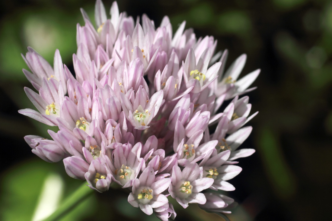 Изображение особи Allium umbilicatum.