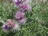 Lamyra echinocephala. Верхушка растения с соцветиями. Крым, гора Южная Демерджи, каменистый склон. 10.08.2007.