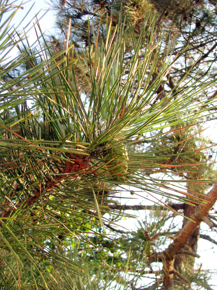 Image of Pinus pallasiana specimen.