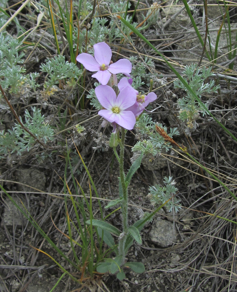 Image of Clausia aprica specimen.