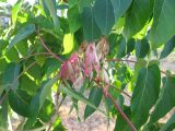 Ailanthus altissima. Соплодие. Зап. Крым, г. Саки, территория детского оздоровительного лагеря \"Прибрежный\". 30.08.2011.
