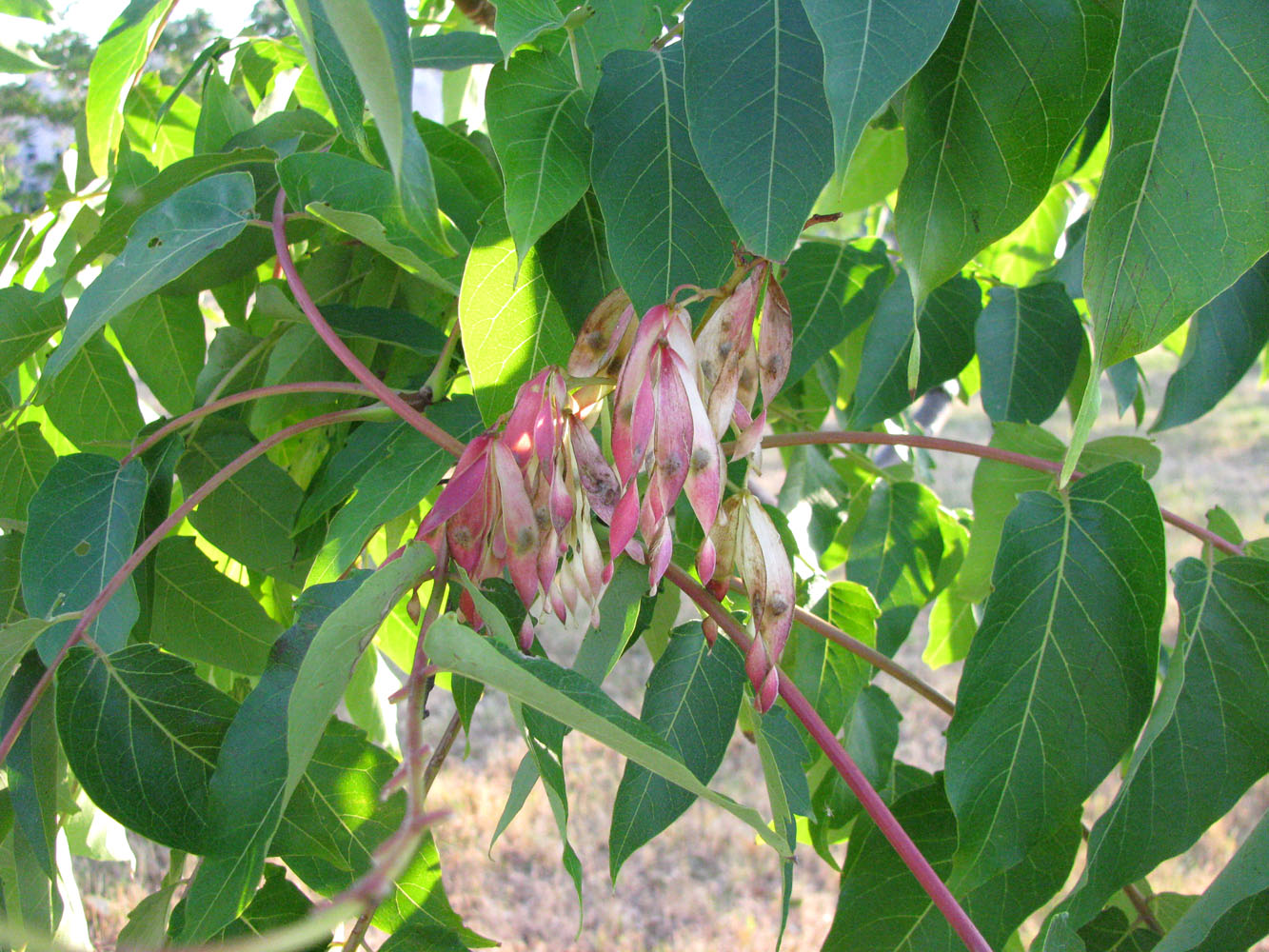 Изображение особи Ailanthus altissima.