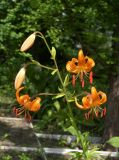 Lilium debile