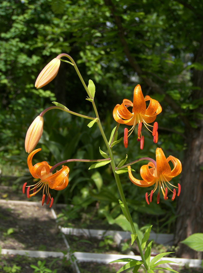 Изображение особи Lilium debile.