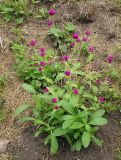 Gomphrena globosa