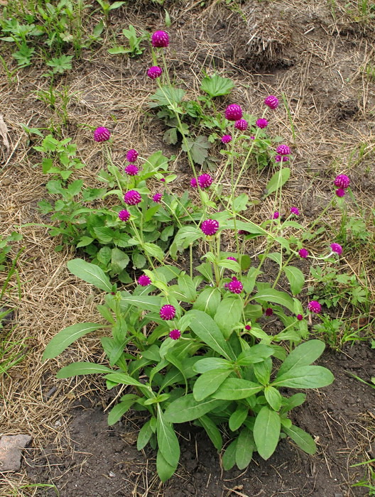 Image of Gomphrena globosa specimen.