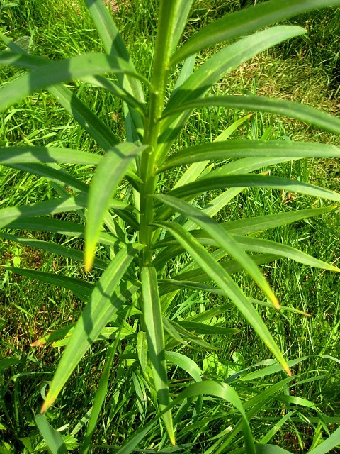 Изображение особи Lilium pensylvanicum.