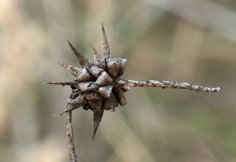 Изображение особи Ceratocephala orthoceras.