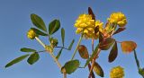 Trifolium campestre