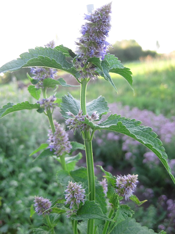 Изображение особи Agastache rugosa.