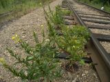 Oenothera rubricaulis