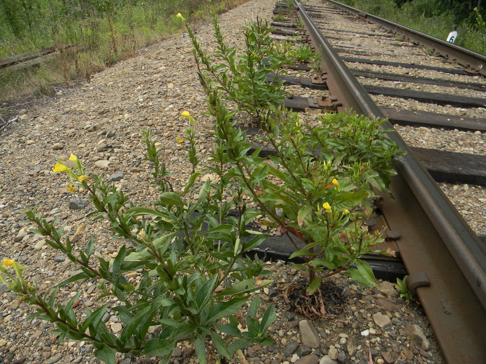 Изображение особи Oenothera rubricaulis.