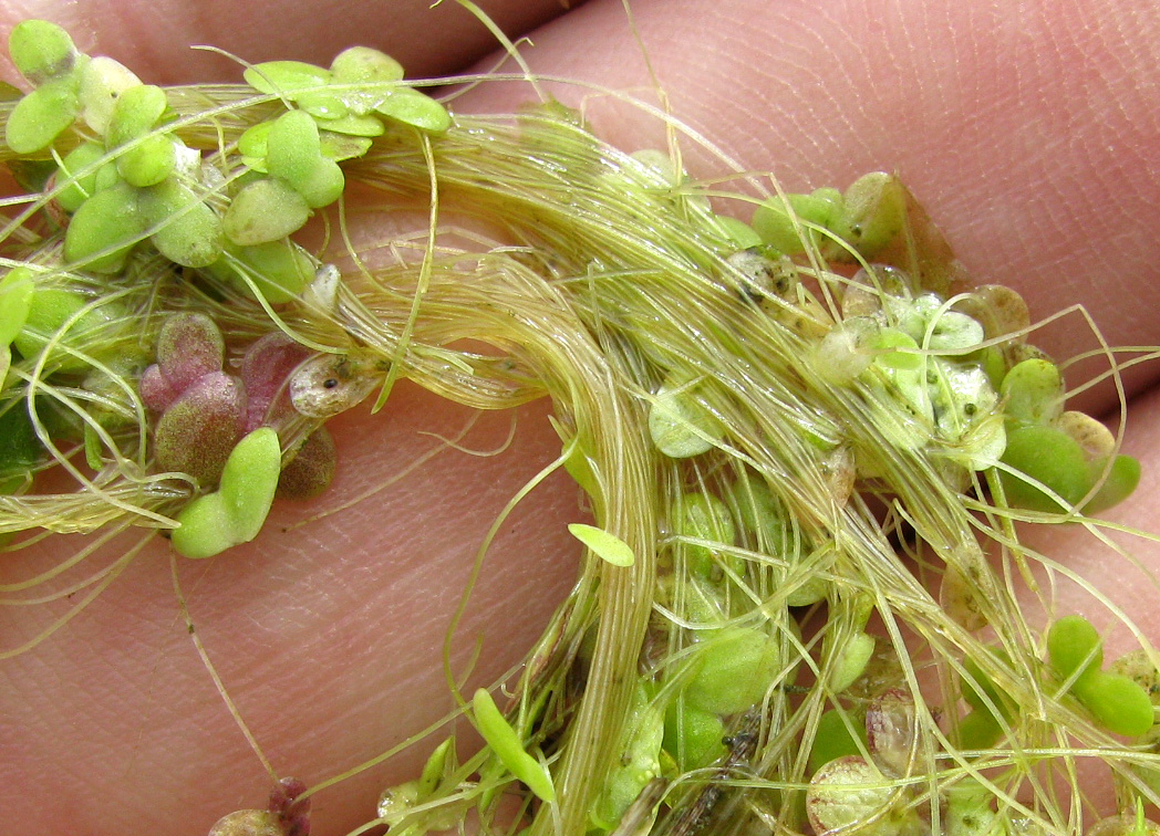 Image of Lemna turionifera specimen.