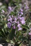 Phlomoides boraldaica