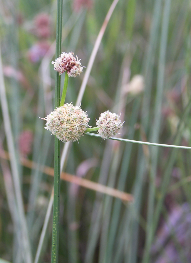 Image of Scirpoides holoschoenus specimen.