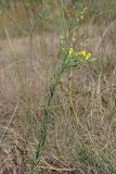 Linaria syspirensis