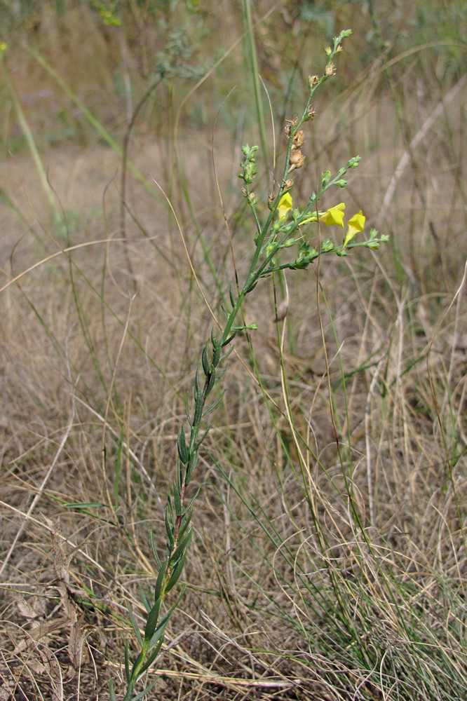 Image of Linaria syspirensis specimen.
