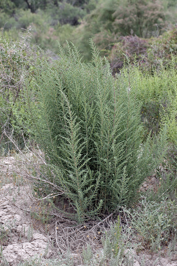 Изображение особи семейство Chenopodiaceae.
