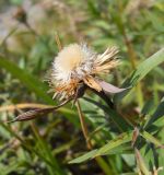 Inula ensifolia. Верхушка плодоносящего растения. Крым, Ялтинская яйла. 8 сентября 2012 г.
