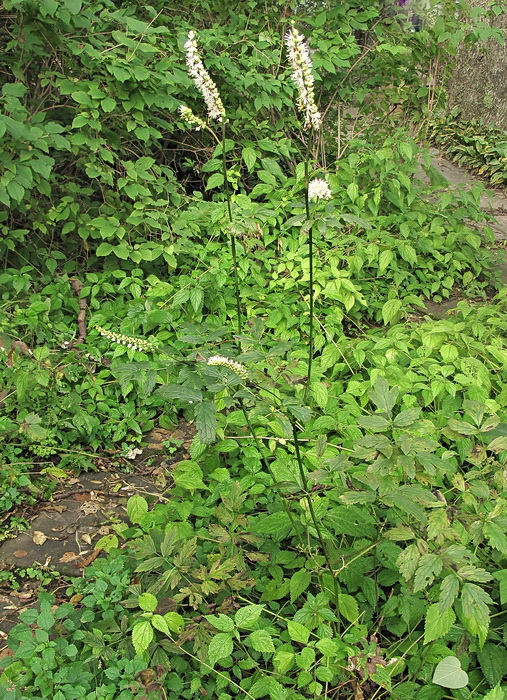 Image of Cimicifuga simplex specimen.