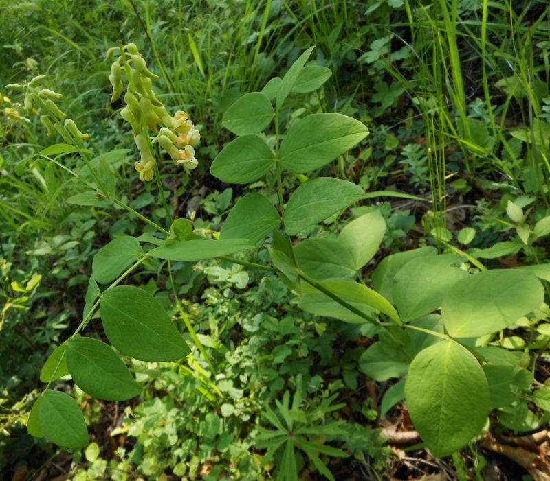 Image of Lathyrus davidii specimen.