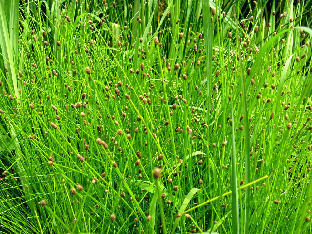 Image of Eleocharis ovata specimen.