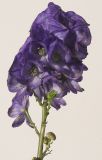 Aconitum