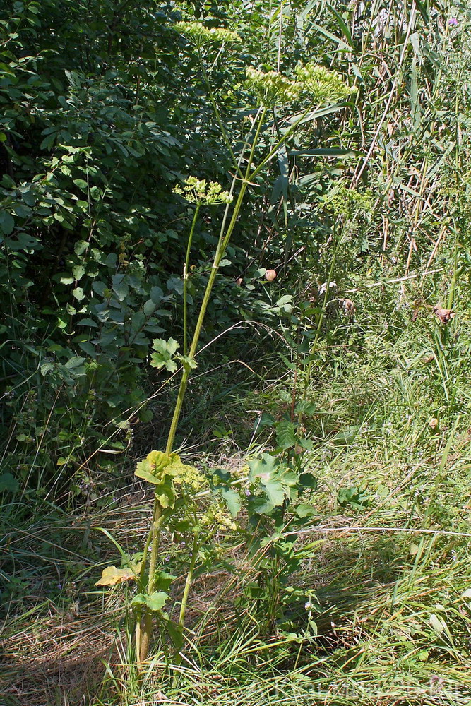 Image of Heracleum sibiricum specimen.