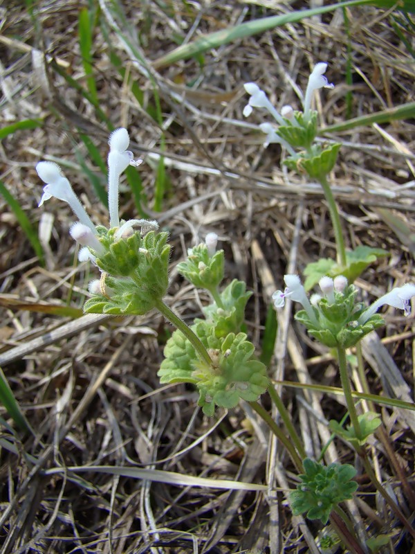 Image of Lamium amplexicaule specimen.