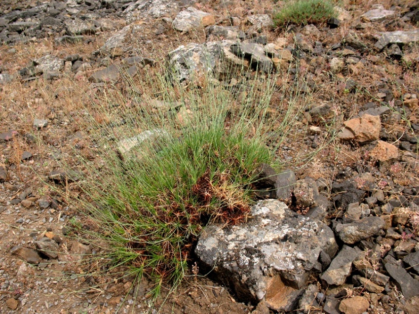 Image of Acantholimon majewianum specimen.