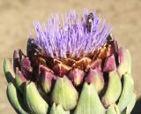 Cynara scolymus
