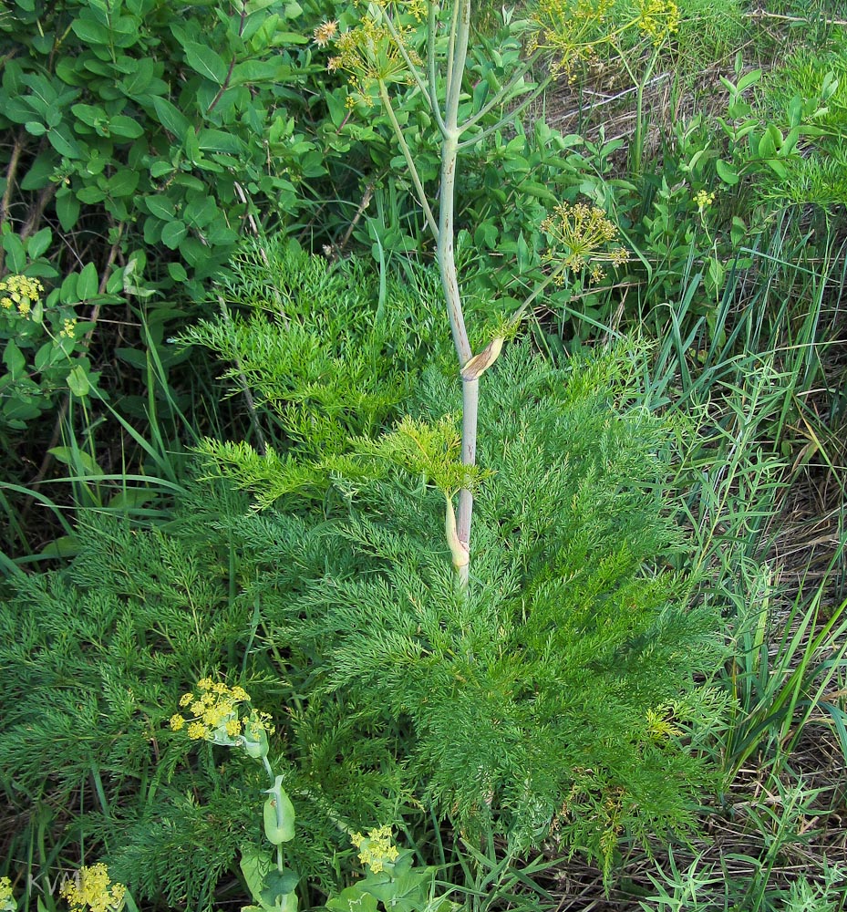 Image of Ferula songarica specimen.