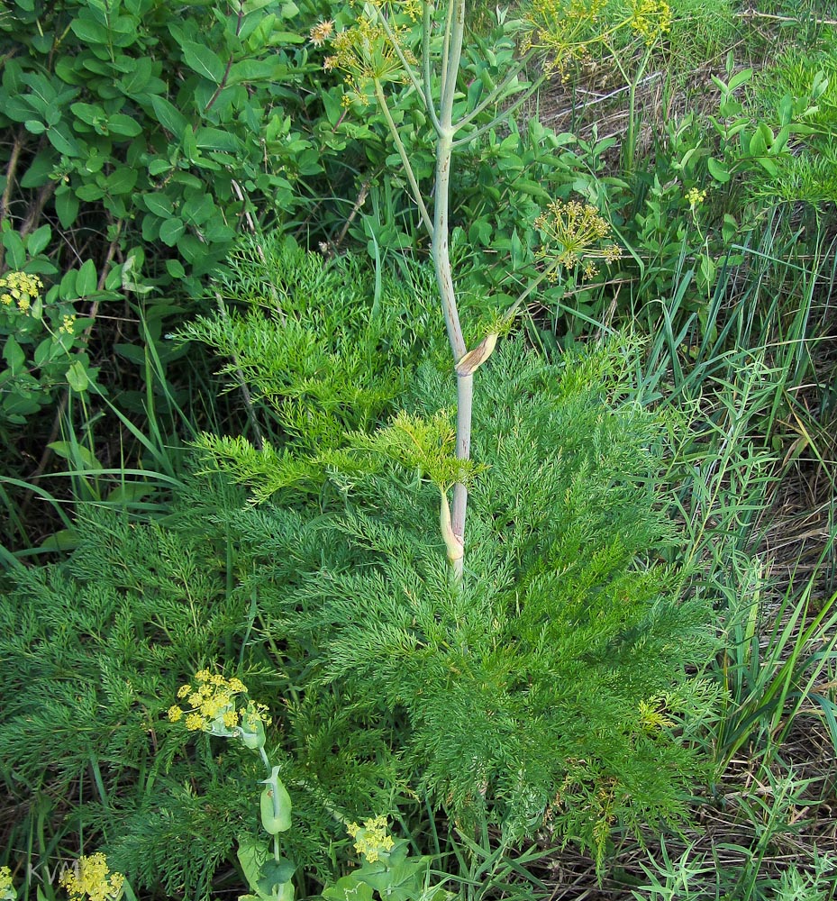 Изображение особи Ferula songarica.