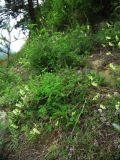 Astragalus propinquus