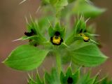 Sideritis montana