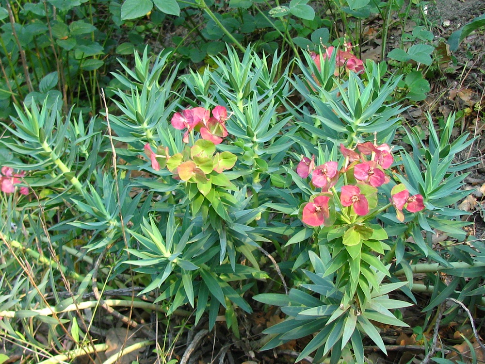 Image of Euphorbia rigida specimen.