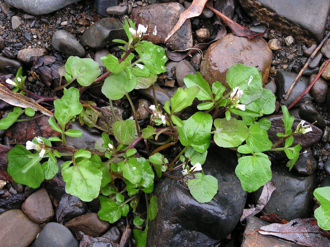 Image of Cardamine regeliana specimen.