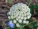 Daucus carota