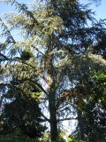 Cedrus libani