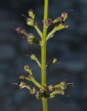 Scrophularia kiriloviana