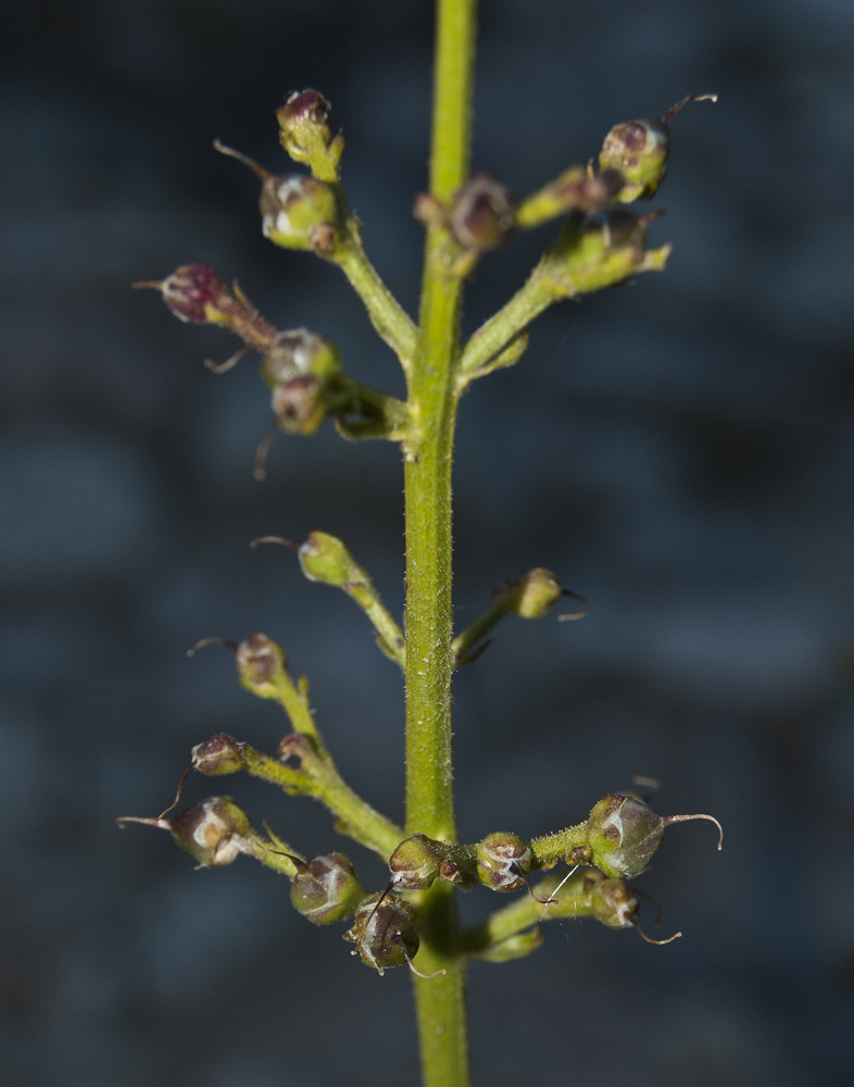 Изображение особи Scrophularia kiriloviana.