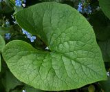 Brunnera sibirica