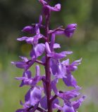 Orchis mascula