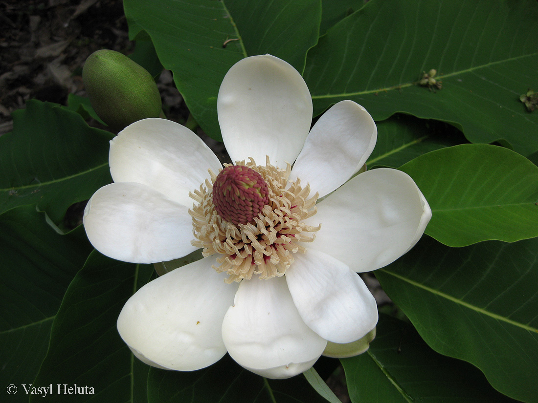 Image of Magnolia hypoleuca specimen.