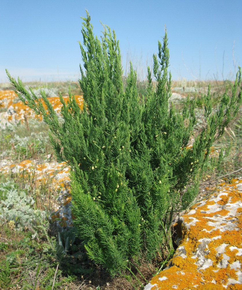 Image of genus Asparagus specimen.